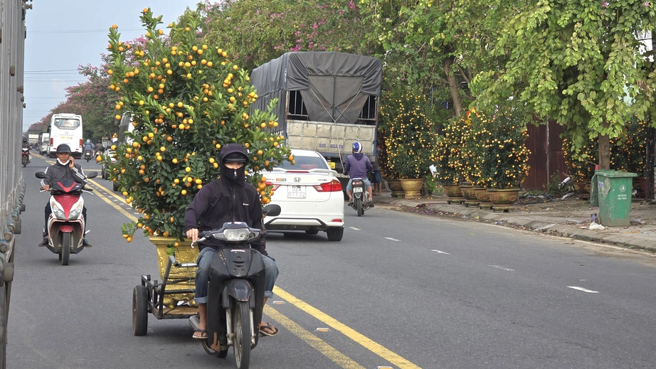 Quất Tết Hội An được gi&aacute;, "phủ s&oacute;ng" khắp miền Trung- Ảnh 12.