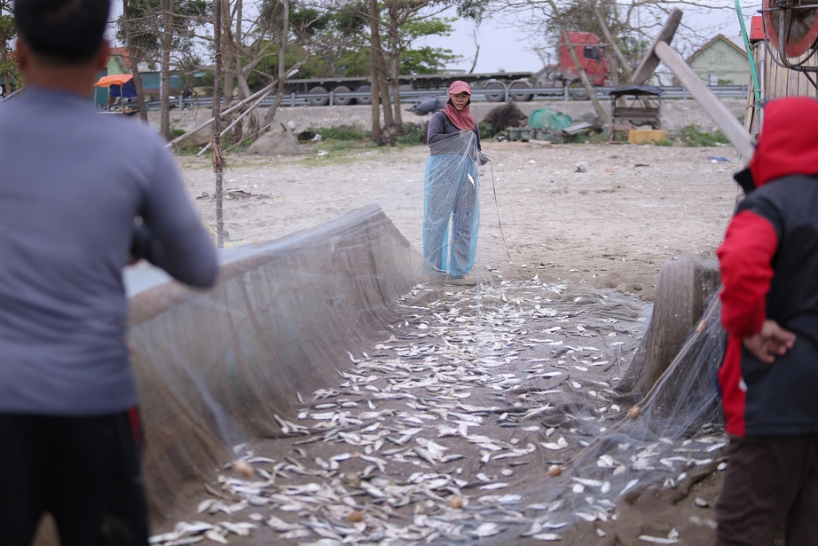 Ngư d&acirc;n Nghệ An phấn khởi v&igrave; tr&uacute;ng đậm m&ugrave;a c&aacute; tr&iacute;ch- Ảnh 3.