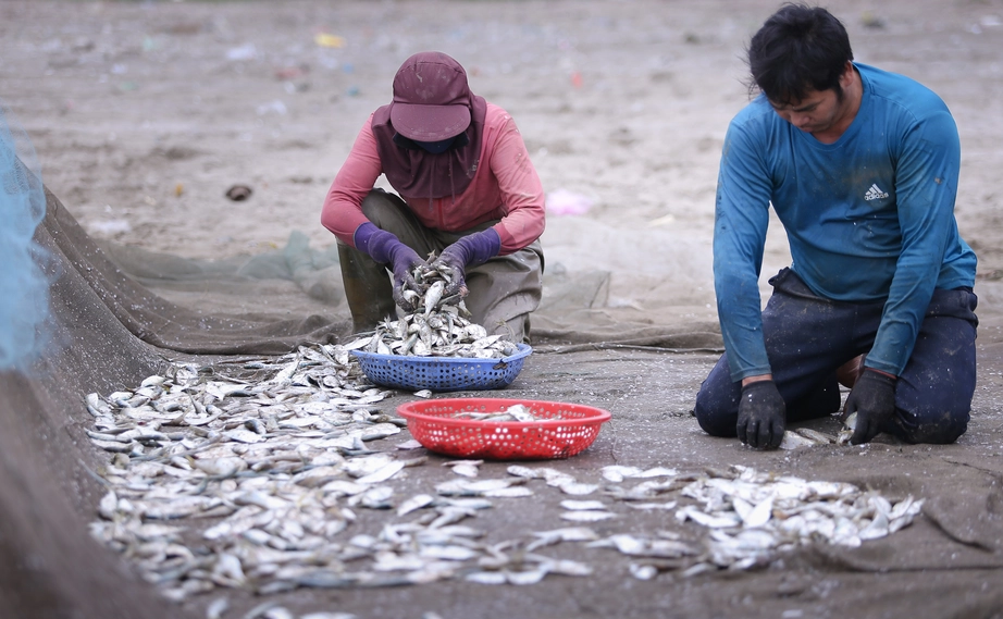 Ngư d&acirc;n Nghệ An phấn khởi v&igrave; tr&uacute;ng đậm m&ugrave;a c&aacute; tr&iacute;ch- Ảnh 4.