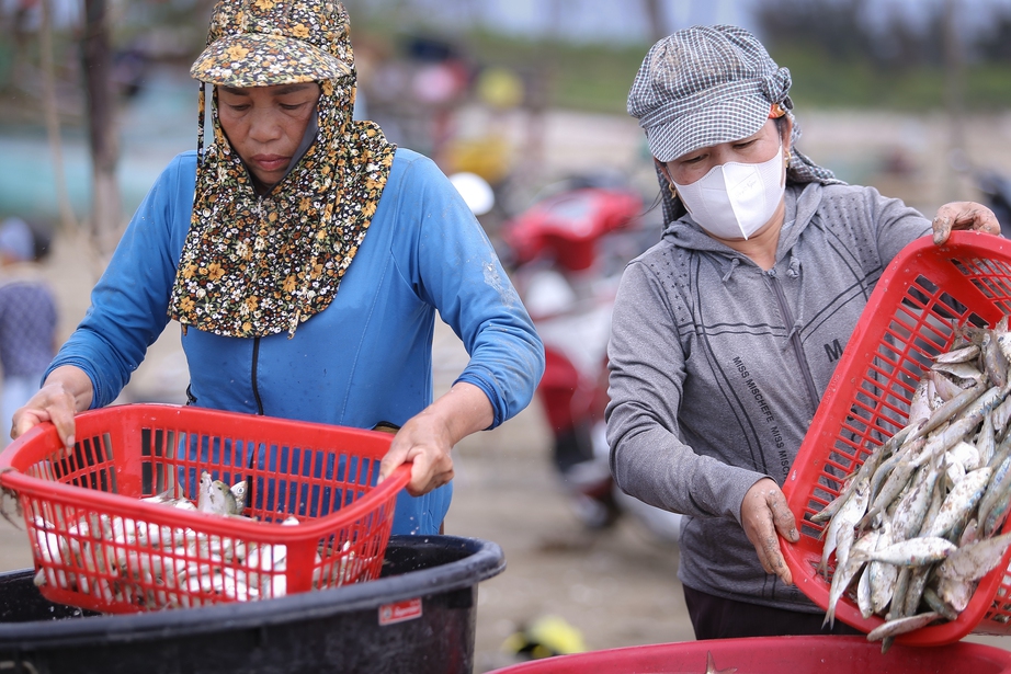Ngư d&acirc;n Nghệ An phấn khởi v&igrave; tr&uacute;ng đậm m&ugrave;a c&aacute; tr&iacute;ch- Ảnh 9.