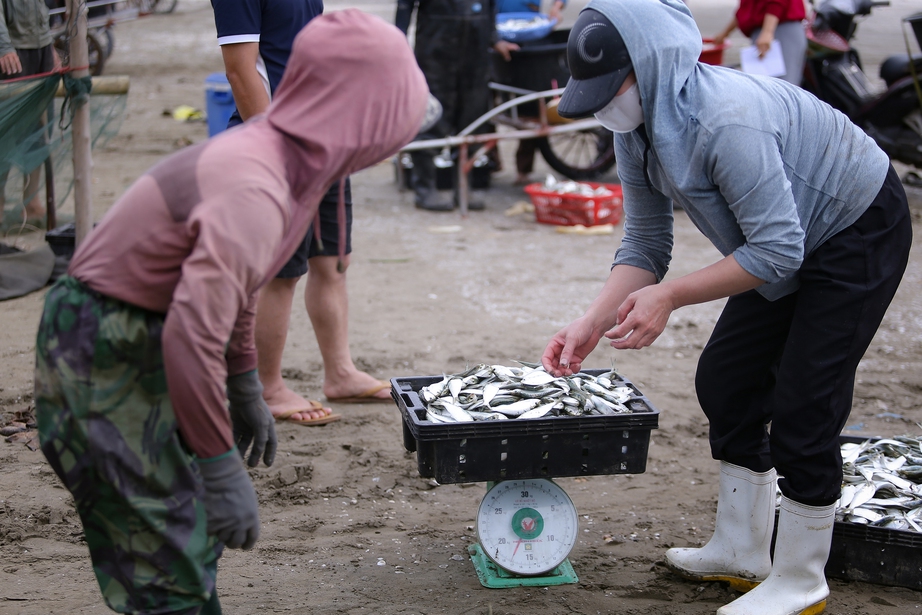 Ngư d&acirc;n Nghệ An phấn khởi v&igrave; tr&uacute;ng đậm m&ugrave;a c&aacute; tr&iacute;ch- Ảnh 5.