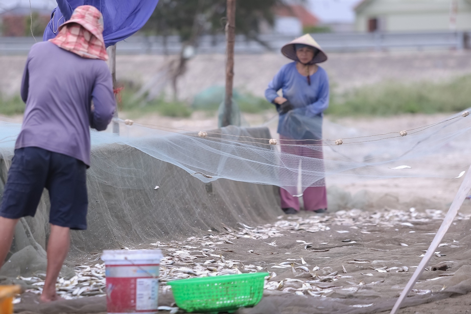 Ngư d&acirc;n Nghệ An phấn khởi v&igrave; tr&uacute;ng đậm m&ugrave;a c&aacute; tr&iacute;ch- Ảnh 7.