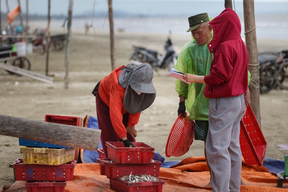 Ngư d&acirc;n Nghệ An phấn khởi v&igrave; tr&uacute;ng đậm m&ugrave;a c&aacute; tr&iacute;ch- Ảnh 8.