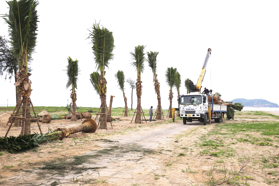 Nghệ An: Trồng rừng dừa xanh tạo điểm nhấn biển Cửa L&ograve; trước m&ugrave;a du lịch- Ảnh 3.