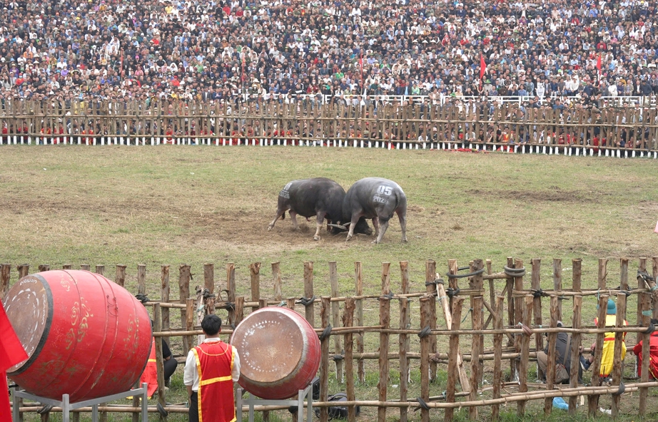 Ph&uacute; Thọ: H&agrave;ng ngh&igrave;n người dự lễ hội chọi tr&acirc;u truyền thống Hải Lựu năm 2026- Ảnh 2.