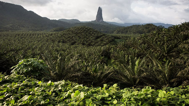 São Tomé & Príncipe : Quốc gia nhỏ gồm 2 đảo São Tomé và Príncipe là nơi có rừng rậm và đỉnh núi lửa rất phong phú các loài thực vật đặc hữu, bao gồm hàng trăm loài hoa lan và những cây thu hải đường.