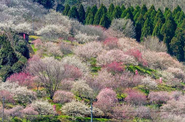 14. Okayama Korakuen là từng là nơi an cư của Tsunamasa Ikeda, lãnh chúa phong kiến thứ hai ở Okayama cách đây 300 năm. Ông đã cho xây dựng một khu vườn tản bộ với diện tích rất lớn làm nơi an cư cho mình. Có khoảng 100 cây mận được trồng trong khuôn viên và du khách có thể ghé đến thưởng hoa và trà.