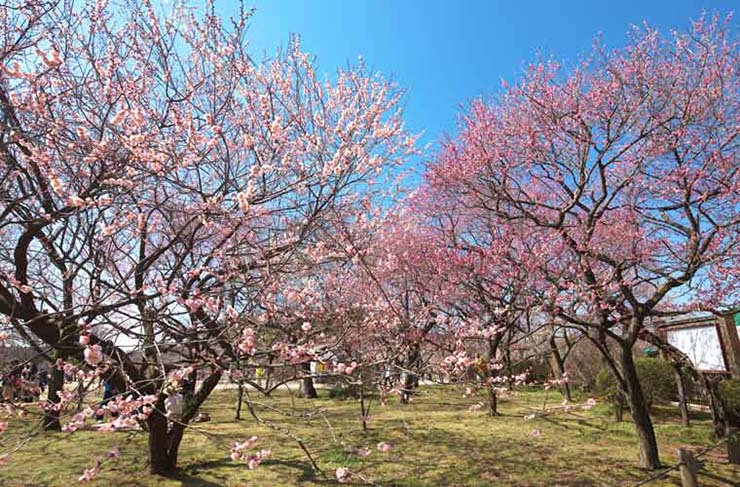 2. Kairakuen ở tỉnh Ibaraki là nơi có khoảng 3.000 cây mận được trồng. Vì có 100 loại mận khác nhau nên bạn có thể thưởng thức hoa mận nở trong thời gian dài.