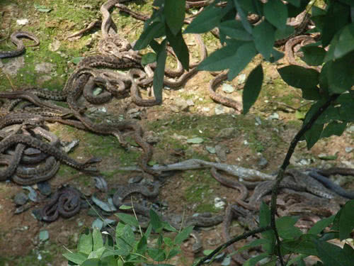 Đảo rắn duy nhất ở Trung Quốc chứa gần 20.000 con rắn độc