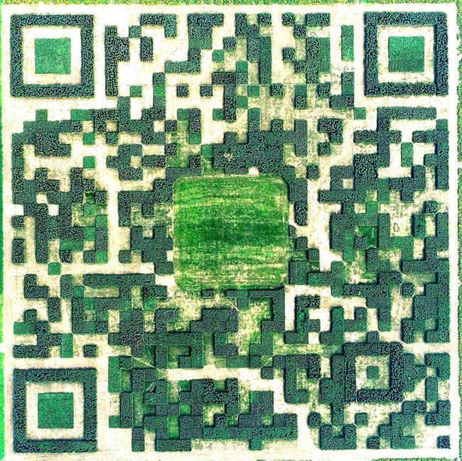 Khu vườn mã QR khổng lồ ở Trung Quốc: Mã QR khổng lồ này được làm từ 130.000 cây chỉ có thể được quét từ trên trời. Trong trường hợp tò mò, bạn chỉ có thể quét nó với sự trợ giúp của ứng dụng có tên WeChat.