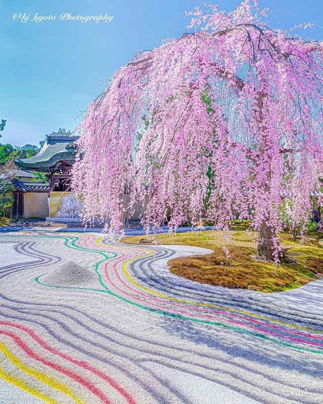 1. Chùa Kodaiji / Kyoto
Đây là ngôi chùa nổi tiếng ngắm lá đỏ vào mùa thu, nhưng vào mùa xuân nơi nào cũng rất đẹp.