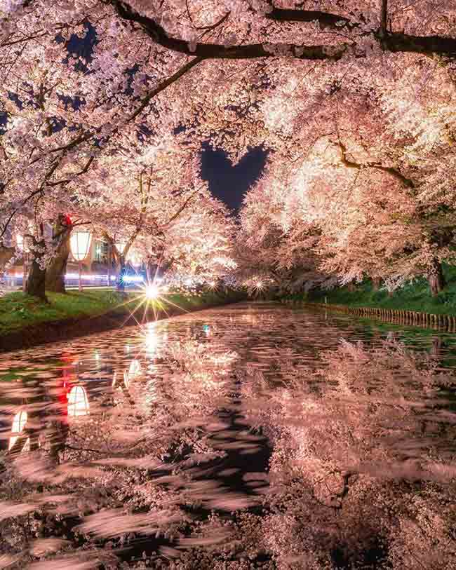 10. Công viên Hirosaki / Aomori
Đây là nơi có cây anh đào Yoshino 120 tuổi, được cho là lâu đời nhất Nhật Bản. Khoảng 2.600 cây hoa anh đào khác sẽ nở rộ từ cuối tháng 4 đến đầu tháng 5 hằng năm.
