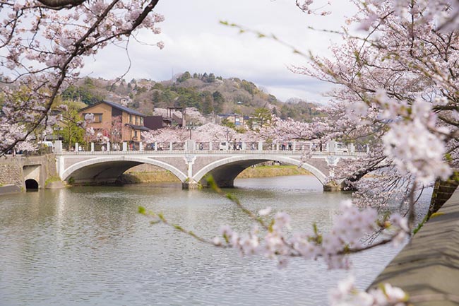 12. Cầu Asanogawa / Ishikawa
Bạn có thể ngắm hoa anh đào từ cầu Asanogawa, nơi này đã được công nhận là tài sản văn hóa hữu hình quốc gia. Không khí lãng mạn của nơi đây rất thích hợp cho một buổi hẹn hò.