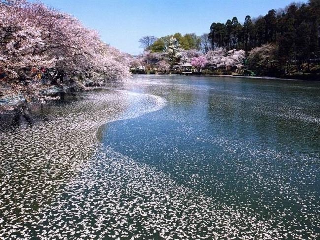 14. Công viên Garyu / Nagano
Có khoảng 800 cây anh đào được trồng trong công viên, quy mô rất hoành tráng. Nơi này luôn được bình chọn là một trong những nơi ngắm hoa anh đào đẹp nhất Nhật Bản.
