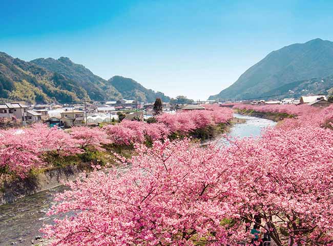 15. Kawazu Sakura / Shizuoka
Nơi đây nổi tiếng với cảnh khoảng 850 cây hoa anh đào nở rộ dọc theo sông Kawazu trong khoảng 4km, và bạn có thể thưởng ngoạn từ đầu tháng 2 đến đầu tháng 3 hằng năm.