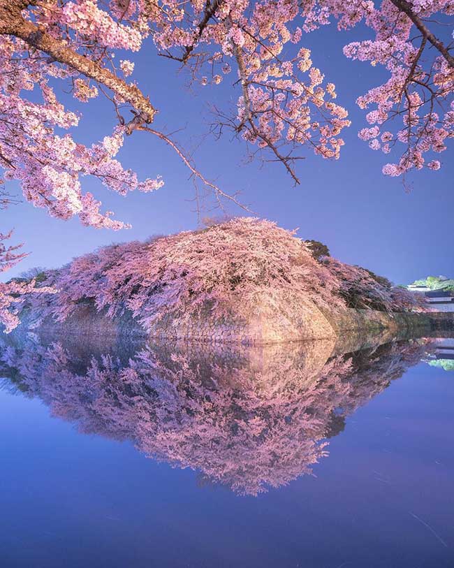 5. Lâu đài Hikone / Shiga
Những nhành hoa anh đào phản chiếu trên bề mặt con hào, xung quanh lâu đài Hikone thực sự rất tuyệt vời. Khung cảnh ngoạn mục này sẽ khiến bạn muốn chiêm ngưỡng nó nhiều lần.