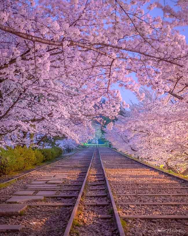 8. Keage Incline / Kyoto
Tuyến đường sắt này hiện đã bị bỏ hoang, hàng cây hoa anh đào nở rộ tạo nên một khung cảnh độc đáo và tuyệt đẹp. Bạn có thể đi bộ trên đường ray để ngắm cảnh.