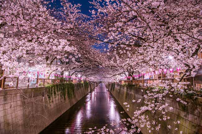 9. Sông Meguro / Tokyo
Một điểm ngắm hoa anh đào nổi tiếng nở rộ từ cuối tháng 3 đến đầu tháng 4 hàng năm. Có tới 800 cây anh đào Yoshino được trồng ở 2 đầu sông Meguro kéo dài 4km hướng ra sông.