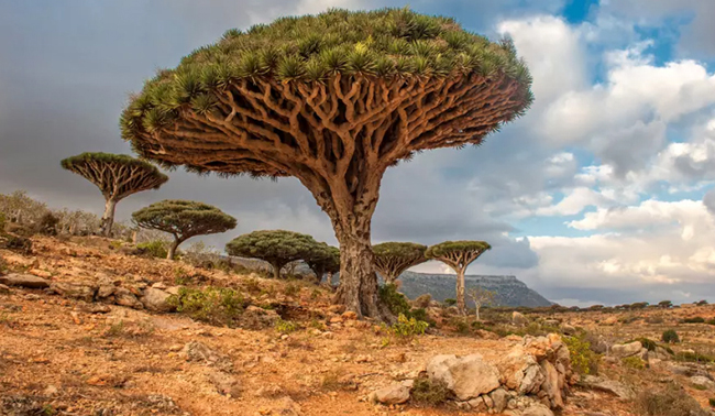 Cây huyết rồng ở Socotra, Yemen: Những cây huyết rồng lớn nằm trên cao nguyên Dixam ở đảo Socotra, Yemen.