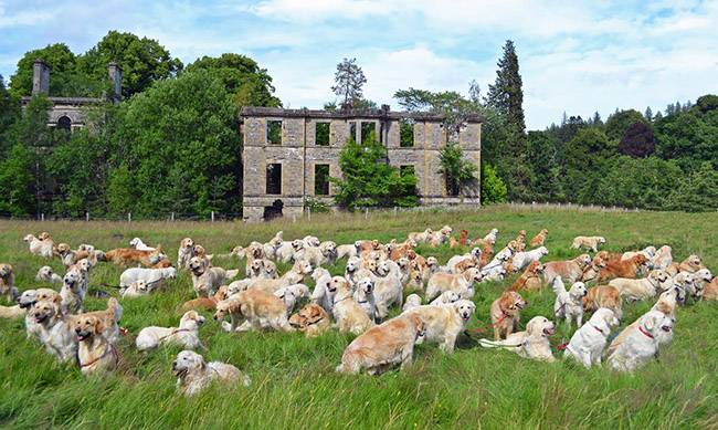 Lễ hội Golden Retriever, Scotland: Sự kiện kéo dài một tuần được tổ chức bởi Câu lạc bộ Golden Retriever của Scotland ở Tomich - nơi sinh ra tổ tiên của giống chó này và quy tụ hàng trăm chú chó con đáng yêu từ khắp nơi trên thế giới mỗi năm.