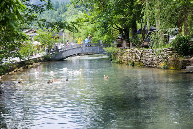 Khi bước chân vào đây, bạn có thể sẽ ngạc nhiên khi thấy vịt ngang bơi lội thoải mái dưới những vũng nước.