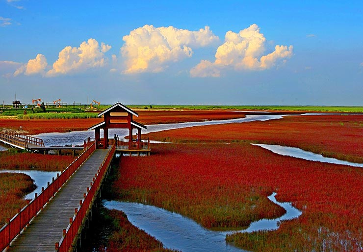 4. Biển Đỏ ở Panjin, Trung Quốc, có màu đỏ thẫm đặc trưng do một loại cỏ đặc biệt có tên seepweed suaeda, nó phát triển mạnh trong những vùng đất có kiềm.
Khu vực xung quanh Biển Đỏ còn được biết đến là nơi sinh sống của một trong những loài sếu hiếm nhất trên thế giới, sếu đầu đỏ.