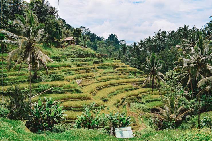 1. Cánh đồng lúa Tegalalang nằm gần Ubud, trung tâm Bali, Indonesia, nổi tiếng với cách bố trí hình bậc thang. Đây là một hệ thống tưới truyền thống của người Bali, còn được gọi là subak.