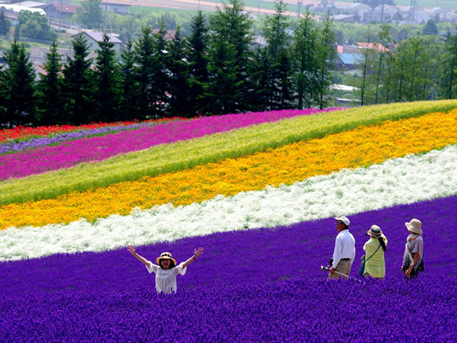 Hình ảnh rực rỡ của vườn hoa Hokkaido vào mùa xuân.
