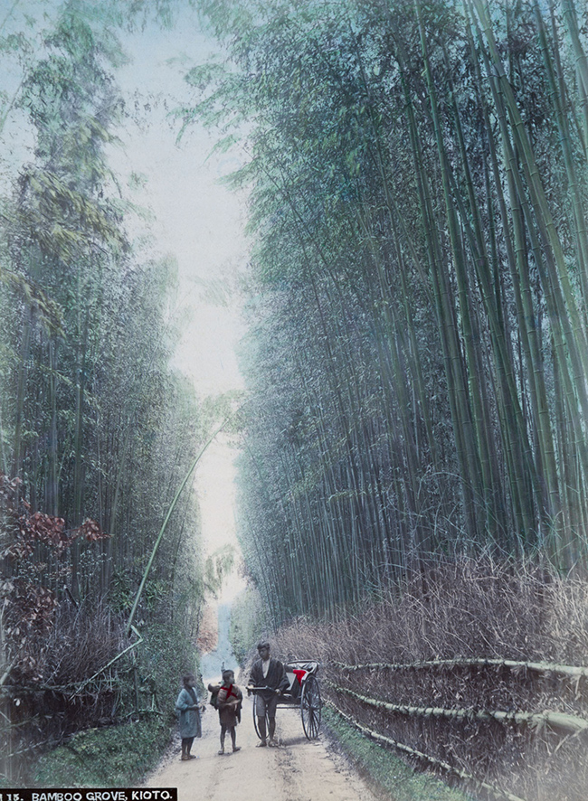 Hình ảnh rừng trúc nổi tiếng ở Kyoto.