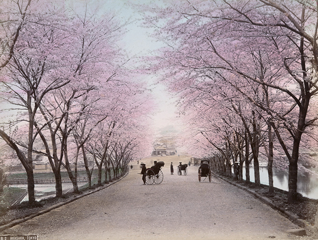 Đường hoa rực rỡ Akasaka ở Tokyo đã đẹp tuyệt vời từ thủa xa xưa ấy.