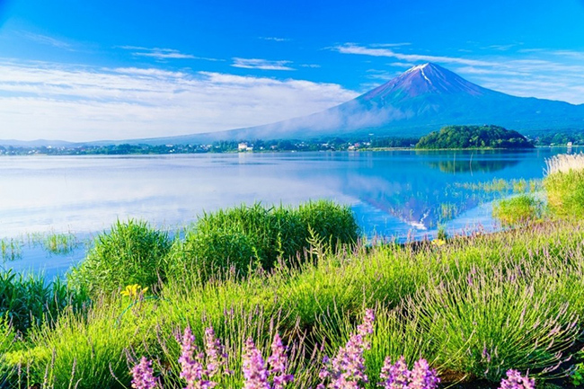 Vườn hoa oải hương tại công viên Oishi ở Kawaguchiko.