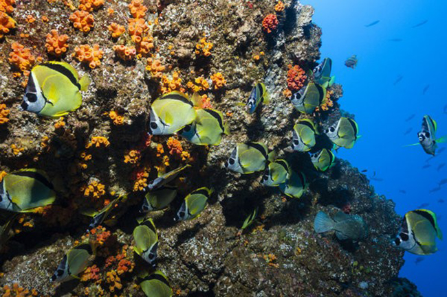 Archipiélago de Revillagigedo, Mexico: 4 hòn đảo xa xôi này là một phần của dãy núi ngập nước, với mỗi đỉnh tượng trưng cho các đỉnh núi lửa trồi lên từ biển. Chúng là môi trường sống quan trọng của các loài chim biển và sinh vật biển, với sự phong phú hoặc các loài cá lớn bao gồm cá đuối, cá voi và cá mập.