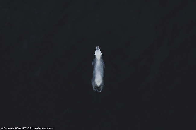 5. Hình ảnh một con gấu Bắc cực ở Svalbard, Na Uy, được chụp bởi Fernando O'Farrill. Đó là hình ảnh chiến thắng trong hạng mục động vật hoang dã.
