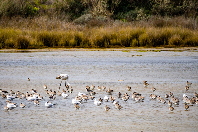 Ria Formosa, Bồ Đào Nha: Hệ thống đảo Ria Formosa ở phía nam Bồ Đào Nha được biết đến với nhiều loài động vật hoang dã phong phú, đặc biệt là các loài chim. Các hòn đảo liên tục định hình lại với sự trợ giúp của gió, dòng chảy và thủy triều xung quanh.