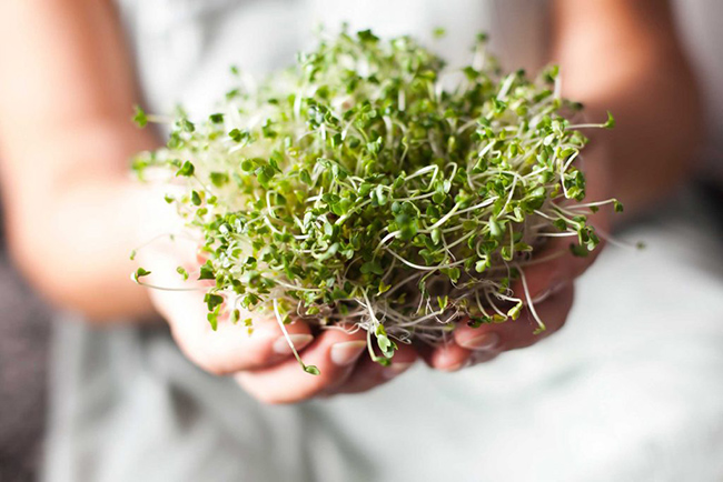 12. Rau mầm rất giàu sulforaphane, một trong những hợp chất chống ung thư mạnh nhất có trong tự nhiên. Rau mầm có thể chứa sulforaphane gấp 50 lần so với lá rau khi trưởng thành.
