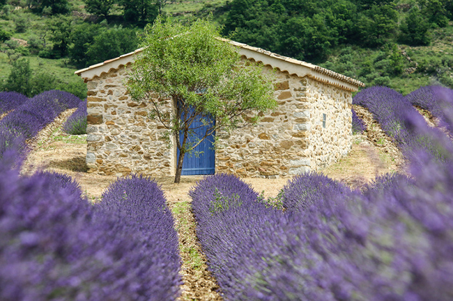 17. Provence, Pháp
Valensole sẽ cho du khách một buổi chụp hình trên cánh đồng hoa oải hương trên cả tuyệt vời.