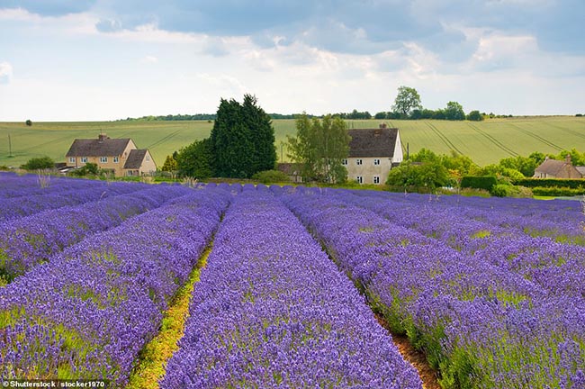 10. Cotswolds Lavender Fields

Đ&acirc;y l&agrave; một trong những c&aacute;nh đồng đẹp nhất v&ugrave;ng n&ocirc;ng th&ocirc;n nước Anh. Những bụi hoa oải hương m&agrave;u t&iacute;m biếc mang đến một khung cảnh cực kỳ l&atilde;ng mạn.
