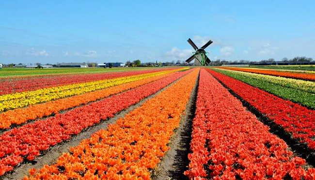 Công viên Keukenhof ở Hà Lan là một vùng đất rộng lớn được bao phủ bởi khoảng 7 triệu bông hoa rực rỡ sẽ khiến du khách say mê ngay từ cái nhìn đầu tiên.