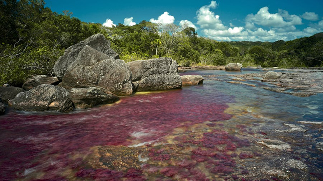 Cano Cristales, Colombia: Thường được gọi là "Dòng sông ngũ sắc", vùng nước của Cano Cristales trở nên rực rỡ giữa mùa mưa và mùa khô của Colombia.