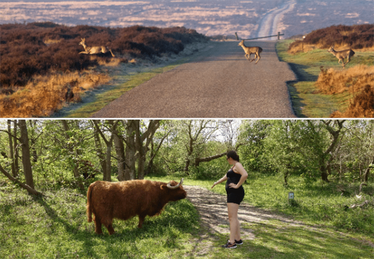 Đạp xe trong Công viên Hoge Veluwe: Trong công viên này, những chú trâu hoàn toàn tự do dạo chơi. Bạn sẽ đạp xe giữa đàn trâu và có thể làm quen với chúng.