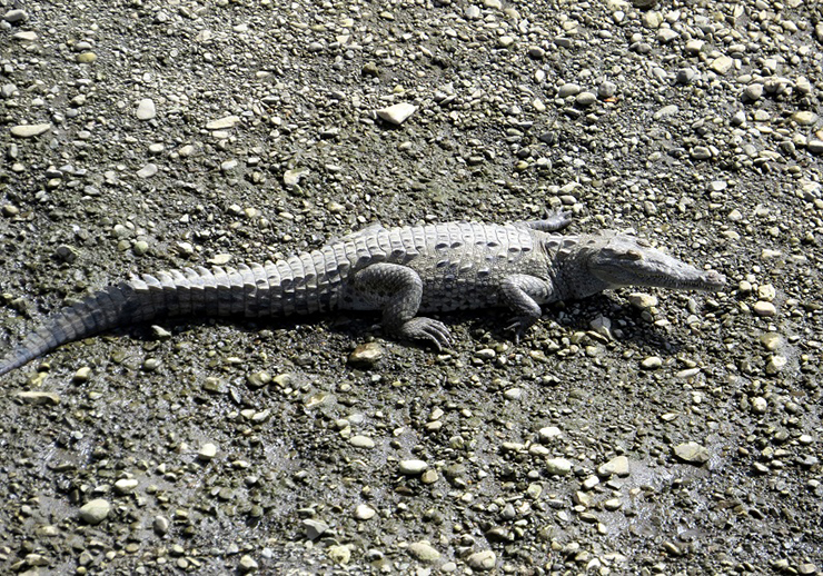 10. Bạn sẽ cho&aacute;ng ngợp trước số lượng c&aacute; sấu cực kỳ nhiều nằm ngay dưới cầu.
