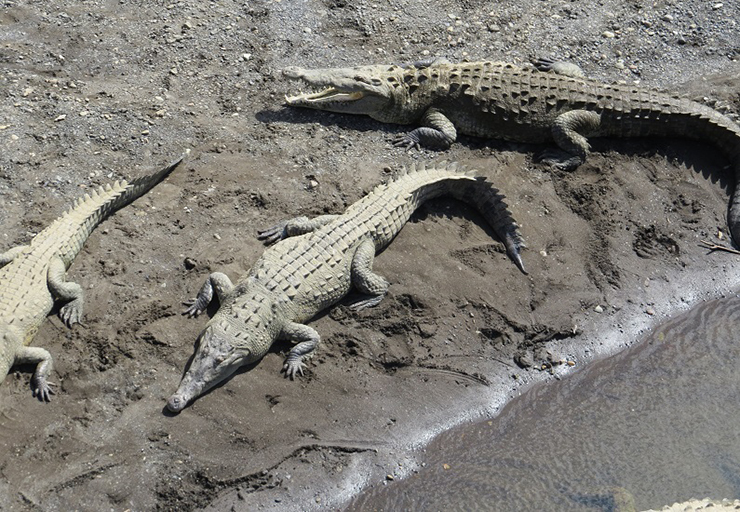 11. Số lượng c&aacute; sấu Mỹ ở d&ograve;ng s&ocirc;ng n&agrave;y rất đ&aacute;ng kinh ngạc.&nbsp;Nhiều đến mức con s&ocirc;ng n&agrave;y được coi l&agrave; nơi c&oacute; số lượng c&aacute; sấu nhiều nhất thế giới.&nbsp;
