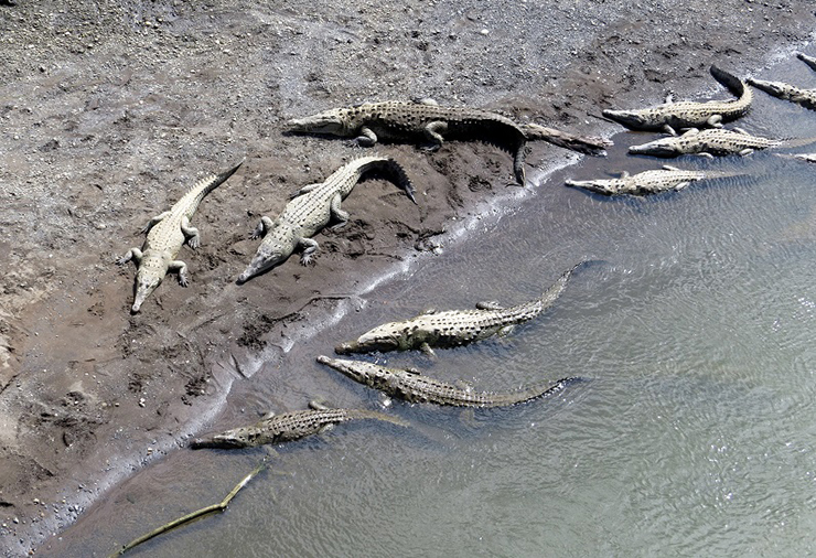 7. Khi bạn l&aacute;i xe đến Nam Th&aacute;i B&igrave;nh Dương, cầu c&aacute; sấu l&agrave; điểm dừng ch&acirc;n tuyệt vời ở Costa Rica m&agrave; bất kỳ du kh&aacute;ch n&agrave;o cũng đều kh&ocirc;ng muốn bỏ lỡ.
