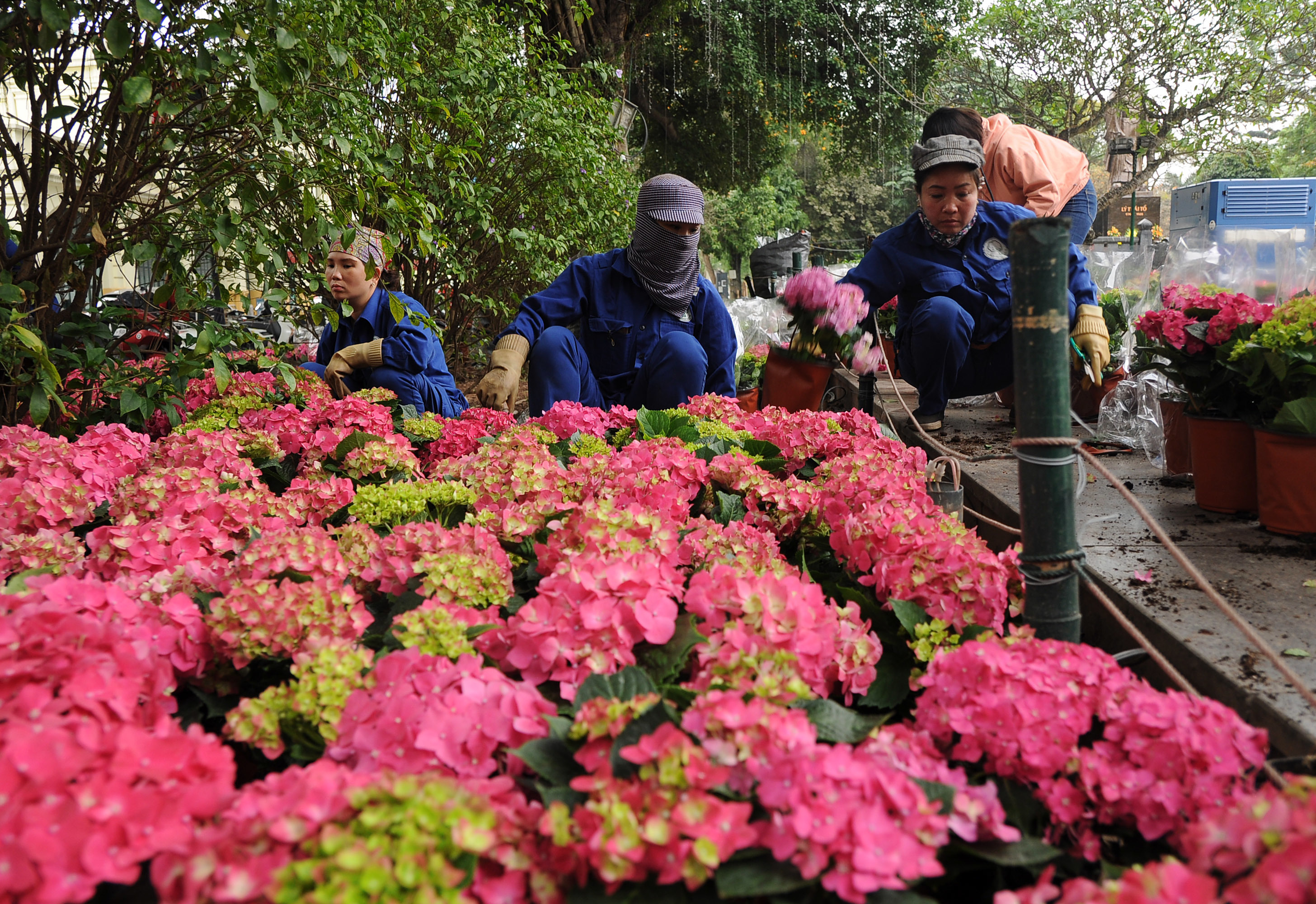 Công nhân trang trí vườn hoa Lý Thái Tổ bằng những chậu cẩm tú cầu đầy màu sắc