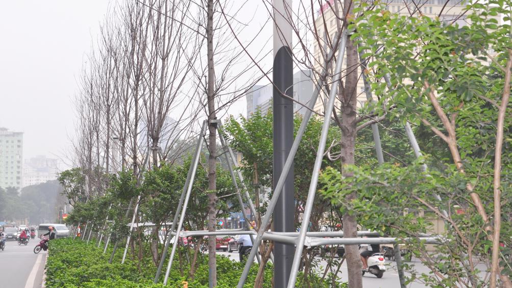 Sau khoảng hơn 1 năm, đến nay đã qua mùa xuân, nhưng nhiều cây phong trên phố Trần Duy Hưng vẫn trơ trụi