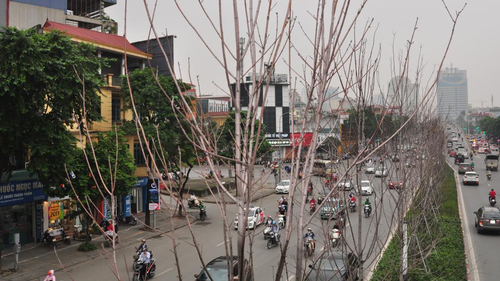 Hiện nay, thời tiết HN đang khá mát mẻ, mưa nhiều nhưng lá phong phát triển quá ít, lẻ tẻ
