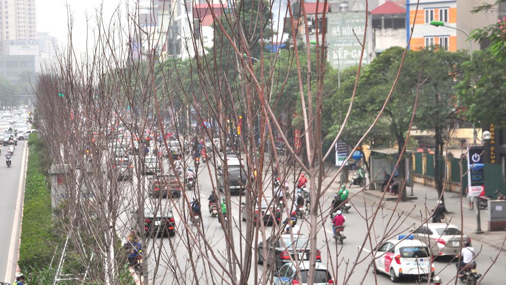 Nếu loại cây được cho là rất đẹp này không thể thích nghi, rất có thể Hà Nội sẽ phải thay thế bằng loại cây khác phù hợp hơn trong thời gian tới.