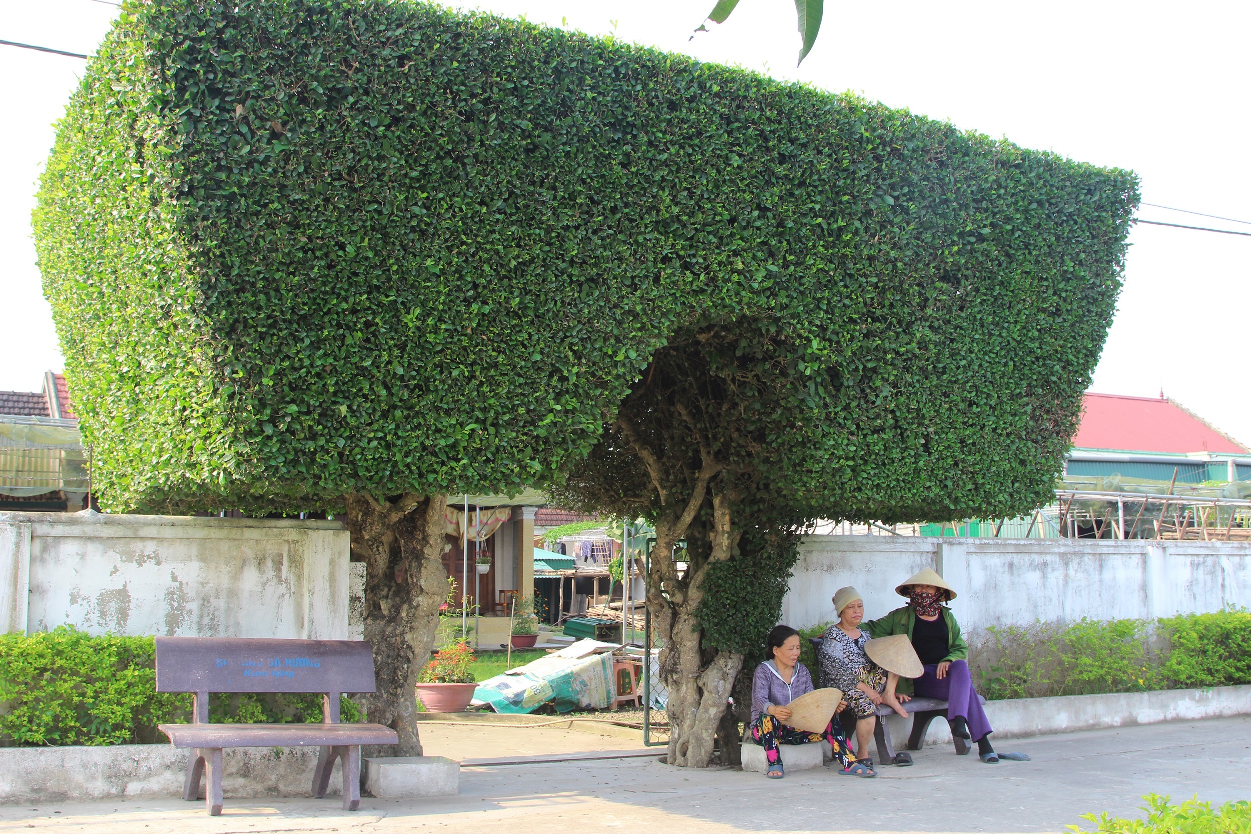 Ông Mai Xuân Tam (74 tuổi) chủ cổng nhà nói trên cho biết: Cả xóm Châu Nội đã có 7 cổng nhà được làm từ cây xanh. Riêng cổng nhà ông đã có lịch sử 130 năm tuổi và đã trải qua 5 thế hệ