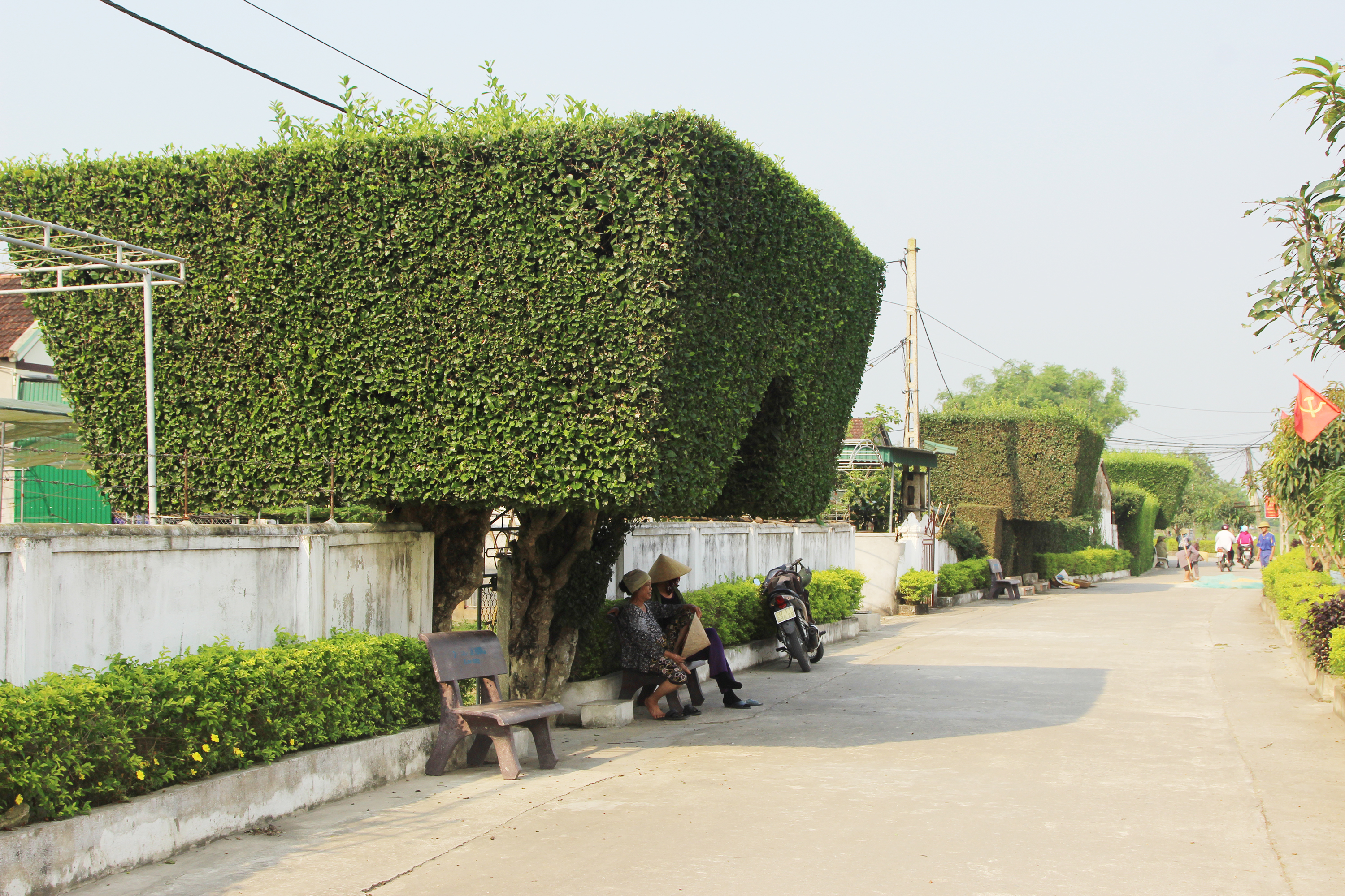 Về xóm Châu Nội, Châu Trinh của xã Tùng Ảnh, huyện Đức Thọ, tỉnh Hà Tĩnh du khách sẽ không khỏi “sốc” khi chứng kiến hàng loạt cổng nhà “độc nhất vô nhị” được làm từ cây xanh.