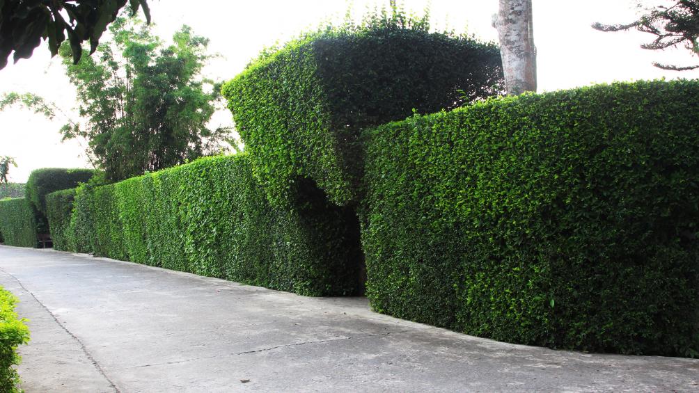 Để có được những cổng làng "độc" và "lạ" như thế này, người dân nơi đây phải uốn từ khi cây còn nhỏ rồi thường xuyên cắt, tỉa tỉ mỉ